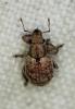 Strophosoma capitatum
